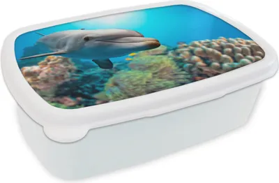 Produktbild von KitchenYeah® Lunchbox Brotzeit Brotdose 17x11 cm Delfin - Meer - Koralle Kinder Brotzeitdose - Lunch Box - Kinder - Sandwich-Box - Schulbox - Lunch Boxen