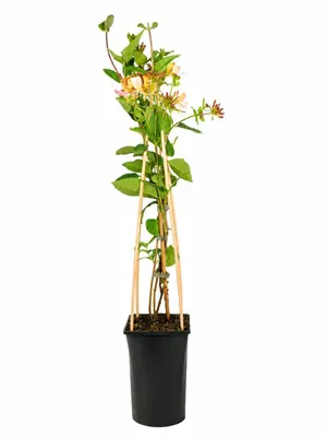 Produktbild von Geißblatt 'Belgica Select' 60-80 cm | Duftendes Jelängerjelieber | Winterhart, schnell wachsend, bienenfreundliche Kletterpflanze