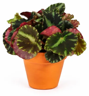 Obrázek produktu pro Gardners Begonia leaf Cleopatrae, průměr 6 cm, Obrázek vytvořený pomocí AI