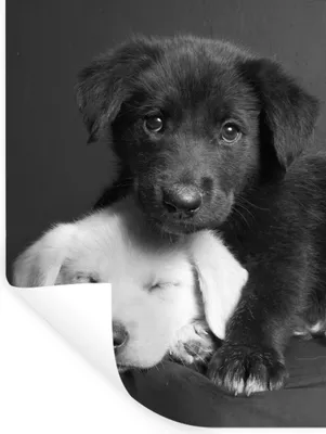 Produktbild von MuchoWow® Wandtattoo Wandsticker Wandaufkleber Hunde - Welpe - Schwarz - Weiß - Tiere 60x80 cm Selbstklebend und Repositionierbar - Repositionierbar - Wasser abweisend