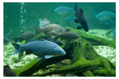 Produktbild von (Grundpreis 3,90 Euro/kg) - 5 kg Karpfenfutter Best-Carp 17,0 mm - sinkend