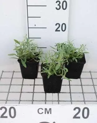 Zdjęcie produktu dla 6 x Cerastium biebersteinii - rogatek - doniczka 9 x 9 cm