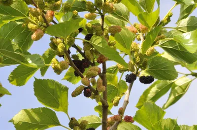 Produktbild von Morus nigra, Schwarze Maulbeere, 60–80 cm