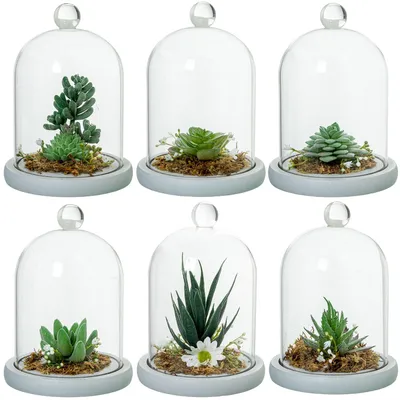Produktbild von DRW Set mit 6 Glasfanen mit verschiedenen künstlichen Sukkulenten, 11,5 x 11,5 x