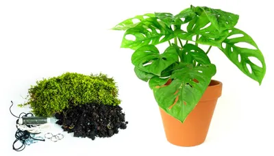 Zdjęcie produktu dla Gardners Kokedama "Vyrob si sám" Monstera adansonii Monkey Mask (L)