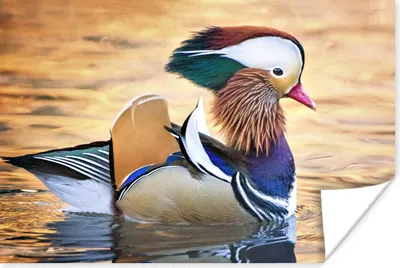 Produktbild von MuchoWow® Poster Ente - Wasser - Tier 90x60 cm - Schlafzimmer