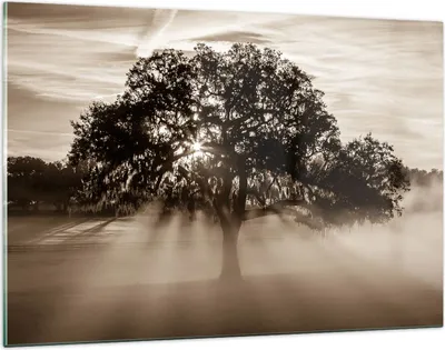 Produktbild von Bilder auf glas - Baum Feld Natur - 120x80cm - Glasbilder - Wandbilder - Kunstdruck - zum Aufhängen bereit - Wanddekoration aus Glas - Glas Bilder - Wandbild auf Glas - Einteilig - GAA120x80-3811