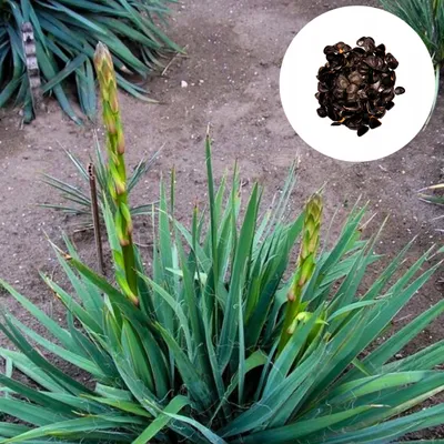 Zdjęcie produktu dla Nasiona Yucca Arkansana - zestaw 10 sztuk - Mrozoodporna do -20°C - Juka arkansaska
