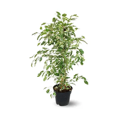 Image de Ficus Benjamina - Twighlight - ↕ 60-70 cm - ⌀ 17 cm - plante d'extérieur