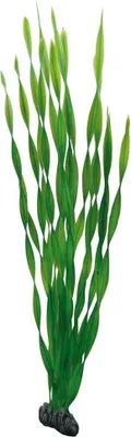 Produktbild von Hobby Vallisneria, 60 cm - Kunststoffpflanze für Aquarien