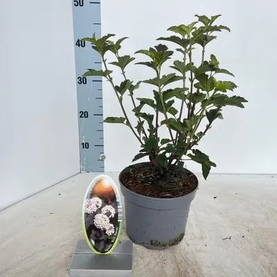 Zdjęcie produktu dla Physocarpus opulifolius 'Red Baron' – piżmowiec | 25–30 cm w doniczce