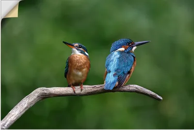 Produktbild von ARTland Wandbild, selbstklebend Zwei Eisvogel Größe: 30x20 cm