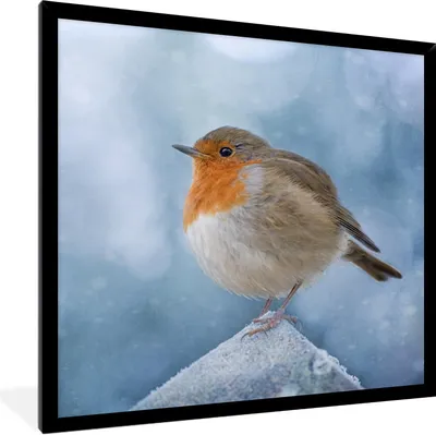 Produktbild von MuchoWow® Gerahmtes Poster Rotkehlchen - Winter - Blau 40x40 cm - Poster mit Schwarzem Bilderrahmen Wandposter Rahmen Foto Bilder - Mit Rahmen - Wanddekoration Schlafzimmer
