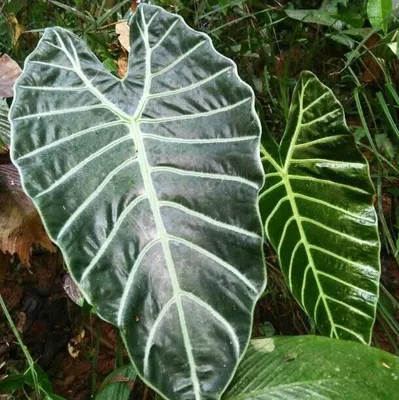 Obrázok produktu pre Alocasia (Alocasia suhirmaniana)  – 1 vyklíčené semeno
