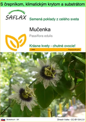 Obrázok produktu pre SAFLAX Garden to go - mučenka - Passiflora edulis - 40 Semená - S črepníkom, klimatickým vekom a pestovateľským substrátom
