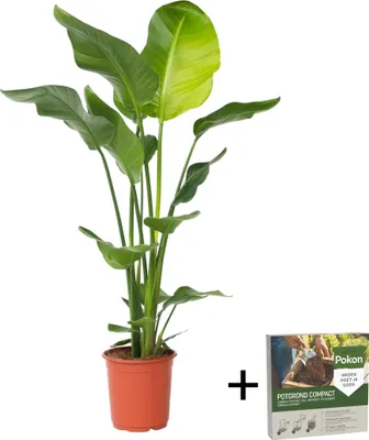 Produktbild von Paradiesvogelblume - Strelitzie - Strelitzia nicolai - Höhe 90-110cm - ⌀21cm