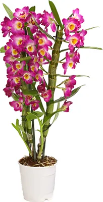 Produktbild von Dehner Traubenorchidee, üppige pinke Blüten, ca. 40-50 cm, Ø Topf 12 cm, Zimmerpflanze
