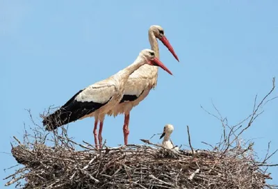 Produktbild von 3 D Ansichtskarte Störche, Postkarte Wackelkarte Hologrammkarte Tiere Tier Storch Vogel