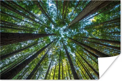 Produktbild von MuchoWow® Poster Wald - Laub - Bäume 90x60 cm - Schlafzimmer