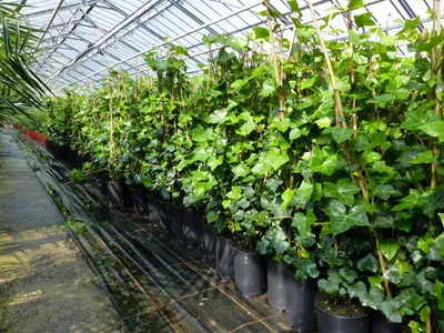 Produktbild von 10 Stück Efeu Hedera helix 85 - 105 cm Heckenpflanze winterhart Kletterpflanze Hecke Sichtschutz blickdicht
