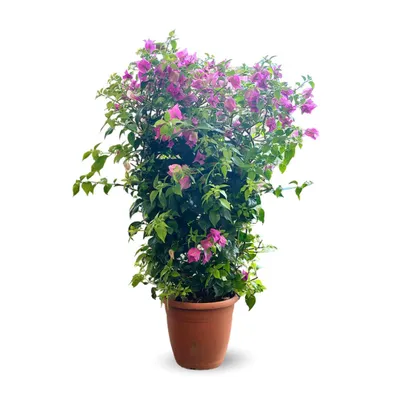 Image de Bougainvillier palissé - plante fleurie - ↕ 80-90 cm - ⌀ 21 cm - plante d'extérieur
