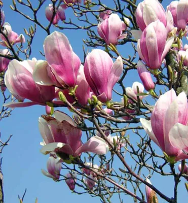 Produktbild von Tulpenmagnolie 80-90 cm, Cont. 4 l