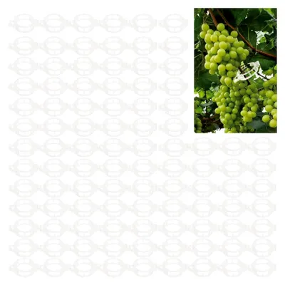 Produktbild von Pflanzenclips 100 Stück für Tomaten, Gemüse, Gurken und Kletterpflanzen, sichere Befestigung