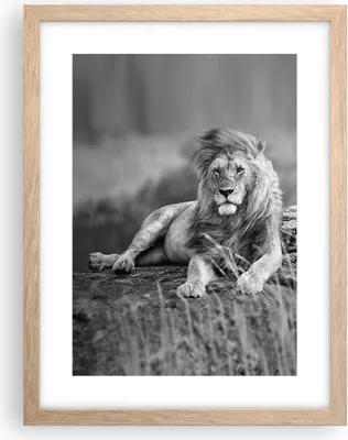 Produktbild von Gerahmtes Poster - Rahmen in heller Eiche - Löwe Tier Natur - 30x40 cm - Wand Bild - Wanddeko - Wandbilder - Kunstposter - Wandposter - Bilderrahmen - Bilder - Kunstdruck - Wandbild - P2NPA30x40-3931