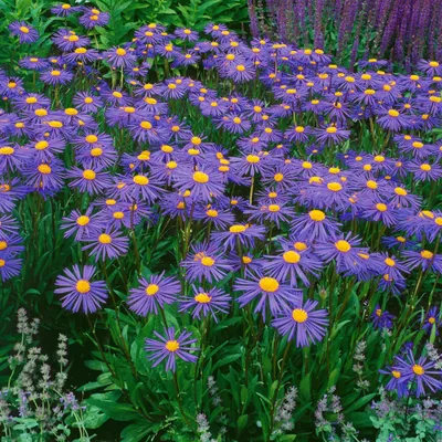 Produktbild von Aster tongolensis 'Napsbury', violett, ca. 9x9 cm Topf