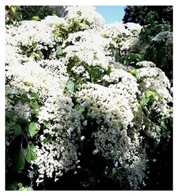 Produktbild von Kletterhortensie, Hydrangea petiolaris, 40-60 cm, im Topf