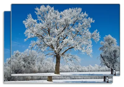 Produktbild von Wallario Frühstücksbrettchen 2er Set aus Glas, je 20 x 30 cm, mit rutschfesten Füßen, Motiv Schneebedeckter Baum mit blauen Himmel