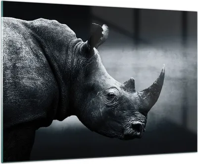 Produktbild von Bilder auf glas - Einteilig - Nashorn Schwarzweiß Porträt - 100x70cm - Glasbilder - Wandbilder - Bilder - Wanddekoration aus Glas - Glas Bilder - Wandbild auf Glas - GAA100x70-4347