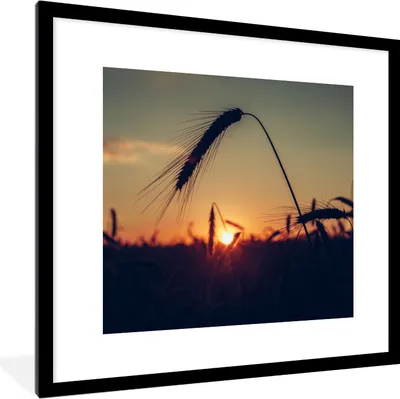Produktbild von MuchoWow® Gerahmtes Poster Gras - Herbst - Sonnenuntergang - Jahreszeiten - Landschaft 40x40 cm - Poster mit Schwarzem Bilderrahmen Wandposter Rahmen Foto Bilder - Poster - Plakat im Rahmen