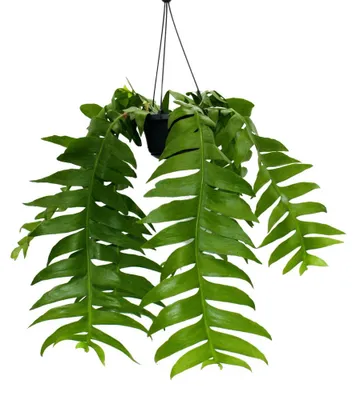 Produktbild von Epiphyllum anguliger chrysocardium – Sägeblattkaktus – dreifarbiger Topf, 14 cm