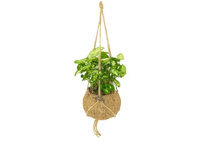 Obrázok produktu pre Cocodama Syngonium podophyllum pixie (L)