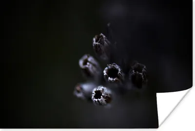 Produktbild von MuchoWow® Poster Nahaufnahme von lila Lavendel vor einem schwarzen Hintergrund 60x40 cm - Schlafzimmerdekoration