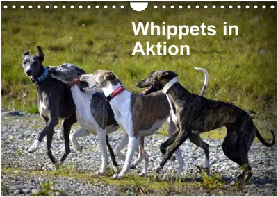 Produktbild von Whippets in Aktion (Wandkalender 2026 DIN A4 quer), CALVENDO Monatskalender