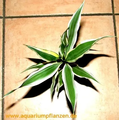 Produktbild von Topf Dracenae sanderiana weiss grüner Drachenbaum