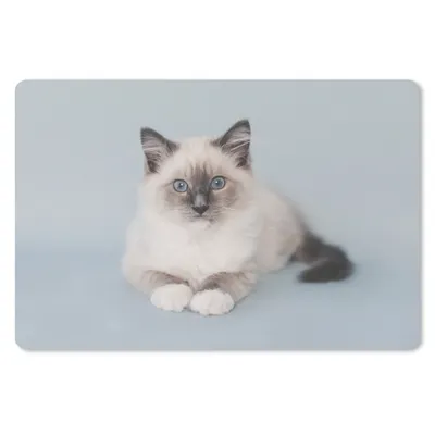 Produktbild von MuchoWow® Mauspad Mousepad Katze - Ragdoll Katze - Blau - Mädchen - Kinder - Jungen - Kind 27x18 cm - Mousepads - Maus Mat - Pad - Mausunterlage - Büroartikel - Desk Matten