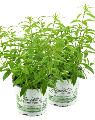 Produktbild von Enseleits 2er Set Zitronenstrauch, Zitronenverbene, Aloysia citrodora, Kräuter Pflanze