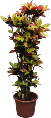 Zdjęcie produktu dla Krzewuszka cudowna - Codiaeum Iceton Croton Iceton - roślina doniczkowa - 220 cm - ø50cm