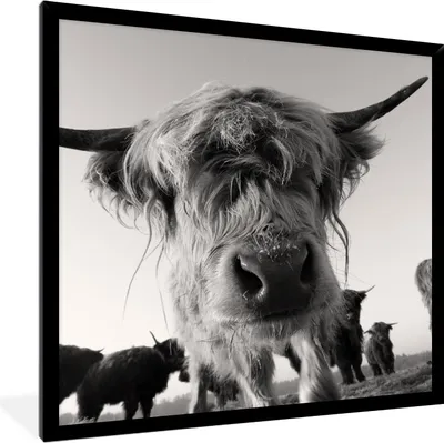 Produktbild von MuchoWow® Gerahmtes Poster Schottischer Highlander - Schwarz - Weiß - Tiere 40x40 cm - Poster mit Schwarzem Bilderrahmen Wandposter Rahmen Foto Bilder - Mit Rahmen - Wanddekoration Schlafzimmer