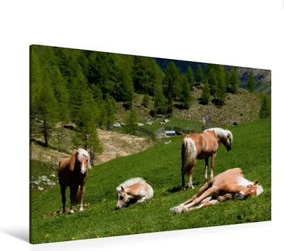 Produktbild von Calvendo  Textil-Leinwand 120 cm x 80 cm quer Haflinger Pferde in Rein in Taufers, Niederkofler Georg; 7353401