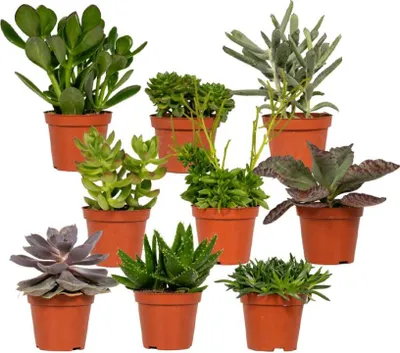 Produktbild von Hello Plants Succulent Sukkulenten Mix - 9 Stück - Ø 8,5 cm Topf - Höhe: 8.5 cm