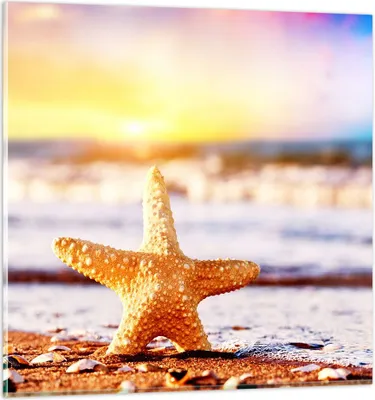 Produktbild von Bilder auf glas - Starfish Strand Sand Ozean - 60x60cm - Glasbilder - Wandbilder - Kunstdruck - zum Aufhängen bereit - Wanddekoration aus Glas - Glas Bilder - Wandbild auf Glas - GAC60x60-2815