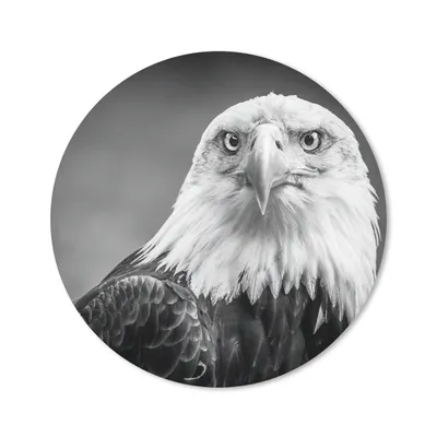 Produktbild von MuchoWow® Mauspad Mousepad Adler - Raubvogel - Schwarz - Weiß - Tiere 30x30 cm - Mousepads - Maus Mat - Pad - Mausunterlage - Tischunterlage - Schreibtischmatten
