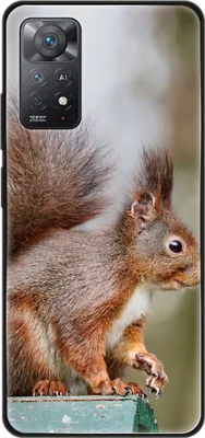 Produktbild von König Design Hülle kompatibel mit Xiaomi Redmi Note 11E Pro Kunststoff Soft Handyhülle - Handy Case Eichhörnchen