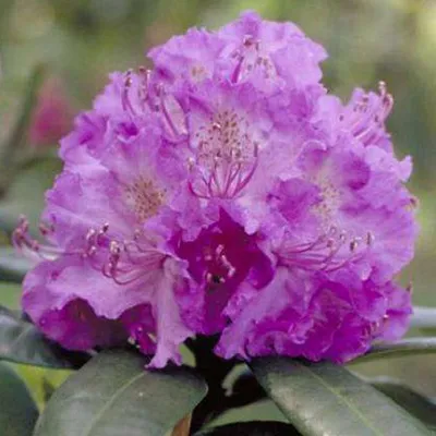 Produktbild von Rhododendron 'Alfred' | 40-50 cm im Container
