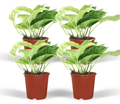 Produktbild von Epipremnum Marmorkönigin - Scindapsus | 4 Stück - 15cm - Ø12cm - Zimmerpflanze - Immergrün - Multideal