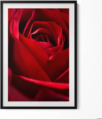 Produktbild von Nahaufnahme von roten Rosenblättern– Wandbild mit Rahmen – Gerahmtes Bild  – Wanddekoration – 70x100 cm –  Schwarz Rahmen